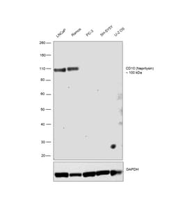 Invitrogen CD10 Recombinant Rabbit Monoclonal Antibody (SN75-07) 100 &mu;L;