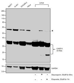 Invitrogen Caspase 6 p18 Recombinant Rabbit Monoclonal Antibody (SN07-26)