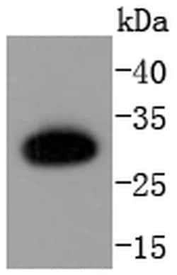 Invitrogen Caspase 6 p18 Recombinant Rabbit Monoclonal Antibody (SN07-26)