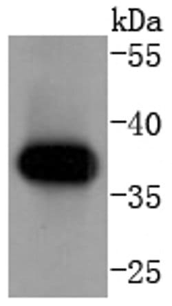 Invitrogen Cyclin H Recombinant Rabbit Monoclonal Antibody (SN20-48) 100