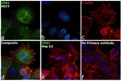 Invitrogen CD81 Recombinant Rabbit Monoclonal Antibody (SN206-01) 100 &mu;L;