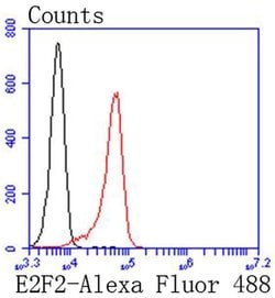 Invitrogen E2F2 Recombinant Rabbit Monoclonal Antibody (SN201-04) 100 &mu;L;