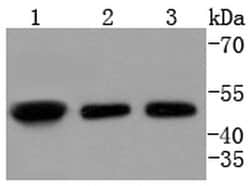 Invitrogen E2F2 Recombinant Rabbit Monoclonal Antibody (SN201-04) 100 &mu;L;