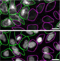 Invitrogen RAB7A Recombinant Rabbit Monoclonal Antibody (SN202-03) 100