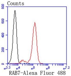 Invitrogen RAB7A Recombinant Rabbit Monoclonal Antibody (SN202-03) 100