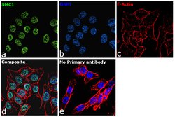 Invitrogen SMC1 Recombinant Rabbit Monoclonal Antibody (SN20-27) 100 &mu;L;