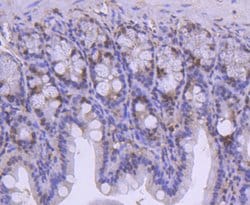 Invitrogen SMC1 Recombinant Rabbit Monoclonal Antibody (SN20-27) 100 &mu;L;