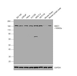 Invitrogen SMC1 Recombinant Rabbit Monoclonal Antibody (SN20-27) 100 &mu;L;