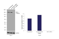 Invitrogen SMC1 Recombinant Rabbit Monoclonal Antibody (SN20-27) 100 &mu;L;