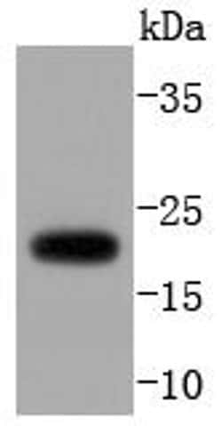 Invitrogen ARF1 Recombinant Rabbit Monoclonal Antibody (SD2002) 100 &mu;L;