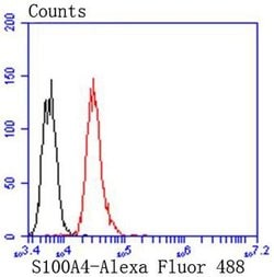 Invitrogen S100A4 Recombinant Rabbit Monoclonal Antibody (SD200-08) 100