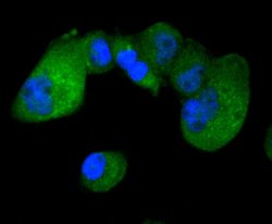 Invitrogen IRF3 Recombinant Rabbit Monoclonal Antibody (SD2062) 100 &mu;L;