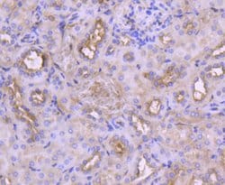 Invitrogen IRF3 Recombinant Rabbit Monoclonal Antibody (SD2062) 100 &mu;L;