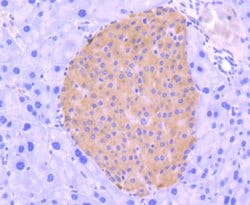 Invitrogen IRF3 Recombinant Rabbit Monoclonal Antibody (SD2062) 100 &mu;L;
