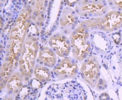 Invitrogen IRF3 Recombinant Rabbit Monoclonal Antibody (SD2062) 100 &mu;L;