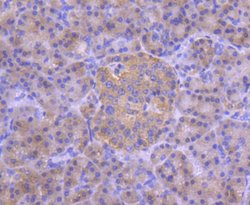 Invitrogen IRF3 Recombinant Rabbit Monoclonal Antibody (SD2062) 100 &mu;L;