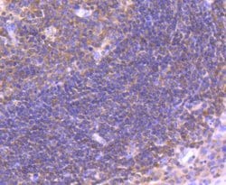 Invitrogen IRF3 Recombinant Rabbit Monoclonal Antibody (SD2062) 100 &mu;L;