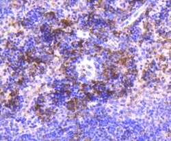 Invitrogen IRF3 Recombinant Rabbit Monoclonal Antibody (SD2062) 100 &mu;L;