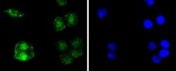 Invitrogen RelB Recombinant Rabbit Monoclonal Antibody (SD07-39) 100 &mu;L;