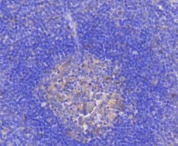 Invitrogen RelB Recombinant Rabbit Monoclonal Antibody (SD07-39) 100 &mu;L;