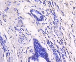Invitrogen RelB Recombinant Rabbit Monoclonal Antibody (SD07-39) 100 &mu;L;