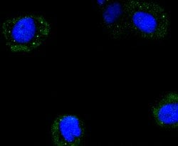 Invitrogen Cyclin B2 Recombinant Rabbit Monoclonal Antibody (SD2045) 100 &mu;L | Buy Online | Invitrogen&trade; | Fisher Scientific