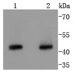 Invitrogen Cyclin B2 Recombinant Rabbit Monoclonal Antibody (SD2045) 100 &mu;L | Buy Online | Invitrogen&trade; | Fisher Scientific