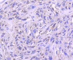 Invitrogen Histone 1F0 Recombinant Rabbit Monoclonal Antibody (SD206-04) 100 &mu;L | Buy Online | Invitrogen&trade; | Fisher Scientific