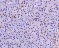 Invitrogen Histone 1F0 Recombinant Rabbit Monoclonal Antibody (SD206-04) 100 &mu;L | Buy Online | Invitrogen&trade; | Fisher Scientific