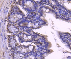 Invitrogen Histone 1F0 Recombinant Rabbit Monoclonal Antibody (SD206-04) 100 &mu;L | Buy Online | Invitrogen&trade; | Fisher Scientific