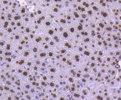Invitrogen Histone 1F0 Recombinant Rabbit Monoclonal Antibody (SD206-04) 100 &mu;L | Buy Online | Invitrogen&trade; | Fisher Scientific