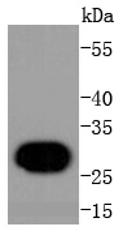 Invitrogen Histone 1F0 Recombinant Rabbit Monoclonal Antibody (SD206-04) 100 &mu;L | Buy Online | Invitrogen&trade; | Fisher Scientific