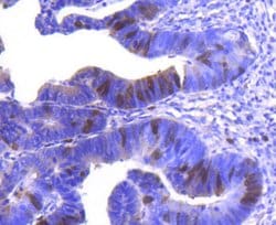 Invitrogen Cyclin A2 Recombinant Rabbit Monoclonal Antibody (SD2052) 100