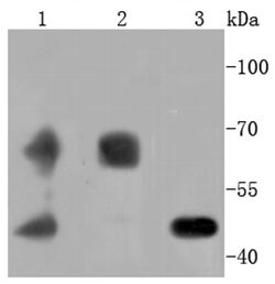 Invitrogen PDPK1 Recombinant Rabbit Monoclonal Antibody (SD204-9) 100 &mu;L | Buy Online | Invitrogen&trade; | Fisher Scientific