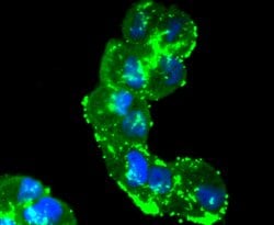 Invitrogen pro-Caspase 7 Recombinant Rabbit Monoclonal Antibody (SD20-57)