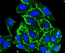 Invitrogen pro-Caspase 7 Recombinant Rabbit Monoclonal Antibody (SD20-57)