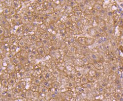 Invitrogen pro-Caspase 7 Recombinant Rabbit Monoclonal Antibody (SD20-57)