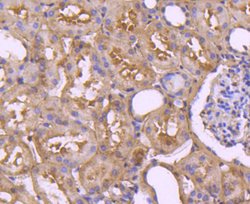 Invitrogen pro-Caspase 7 Recombinant Rabbit Monoclonal Antibody (SD20-57)