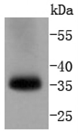 Invitrogen pro-Caspase 7 Recombinant Rabbit Monoclonal Antibody (SD20-57)