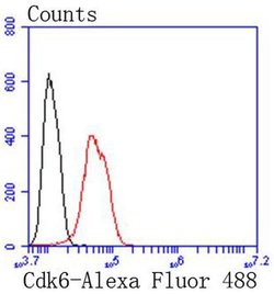 Invitrogen CDK6 Recombinant Rabbit Monoclonal Antibody (SD20-50) 100 &mu;L;