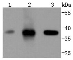 Invitrogen CDK6 Recombinant Rabbit Monoclonal Antibody (SD20-50) 100 &mu;L;