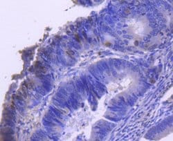 Invitrogen Phospho-Cyclin E (Thr77) Recombinant Rabbit Monoclonal Antibody