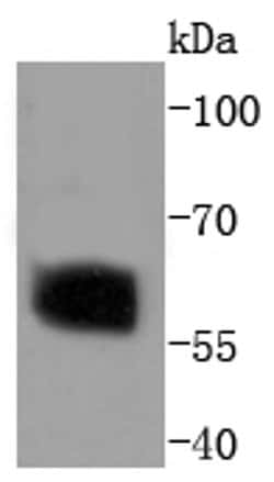 Invitrogen Phospho-SMAD2 (Ser250) Recombinant Rabbit Monoclonal Antibody