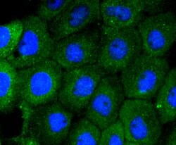 Invitrogen MEK5 Recombinant Rabbit Monoclonal Antibody (SD208-6) 100 &mu;L;