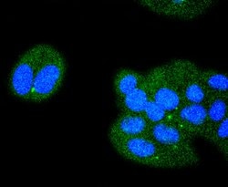 Invitrogen ATF4 Recombinant Rabbit Monoclonal Antibody (SD20-92) 100 &mu;L;