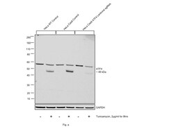 Invitrogen ATF4 Recombinant Rabbit Monoclonal Antibody (SD20-92) 100 &mu;L;