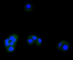 Invitrogen ATF5 Recombinant Rabbit Monoclonal Antibody (SD2099) 100 &mu;L;