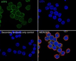 Invitrogen&trade;&nbsp;ATF5 Recombinant Rabbit Monoclonal Antibody (SD2099)