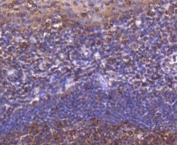 Invitrogen ATF5 Recombinant Rabbit Monoclonal Antibody (SD2099) 100 &mu;L;