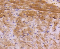 Invitrogen ATF5 Recombinant Rabbit Monoclonal Antibody (SD2099) 100 &mu;L;
